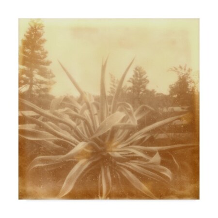 Trademark Fine Art Jason Johnson 'Halia Aloha Ix' Canvas Art, 35x35 WAG05115-C3535GG